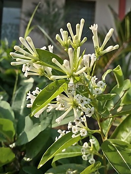 花,白,綠色