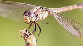 蜻蜓,自然,昆蟲(chóng)