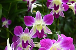 兰花,新加坡,植物园