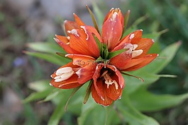 郁金香,綠色,紅色