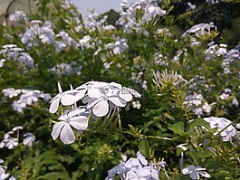 鮮花,花園,紫色