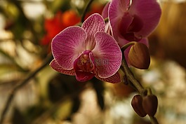蘭花,phalanopsis,花