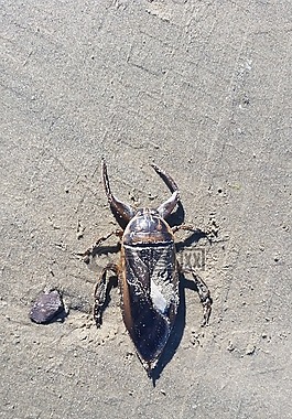昆蟲,沙,海灘