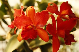蘭花,cattelya,花