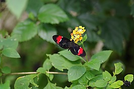 蝴蝶,動(dòng)物園,性質(zhì)