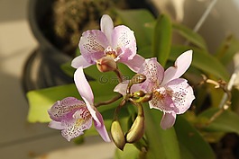 蘭花,花,開花