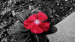 野花,紫,如花