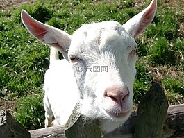山羊,動物,哺乳動物