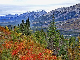秋,山,森林
