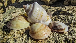 貝殼,海灘,自然