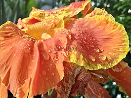 花,陰影,水
