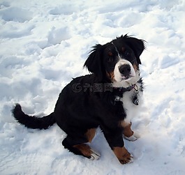 雪,狗,berner 森嫩狗