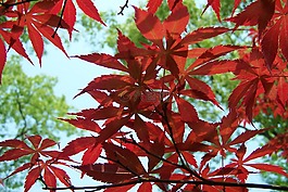 紅葉,槭樹,秋天