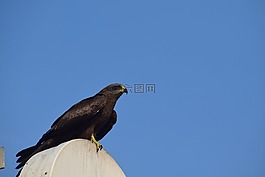 野生動物,鳥,自然