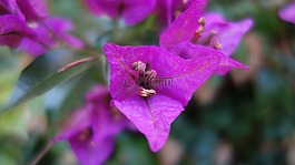 開花,紫,撒丁島