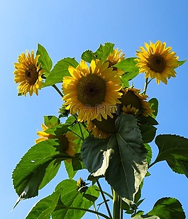 向日葵,夏季,黃色