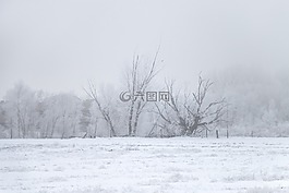 冬天,冰霧,樹