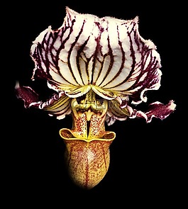 蘭花,花,花瓣