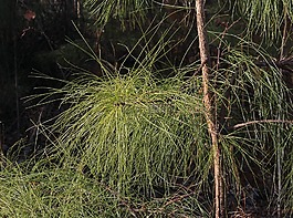 火炬,舊字段松,針