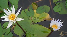 鮮花,蓮花,植物