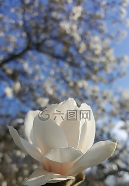 開(kāi)花,春天,白