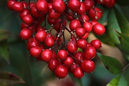 漿果,紅色,南天竹