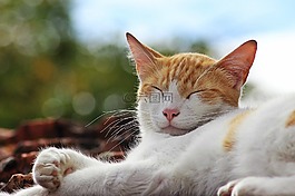 貓,太陽,睡眠