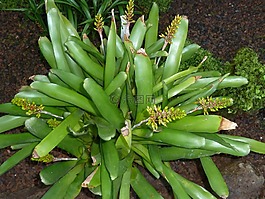 植物,自然,綠色