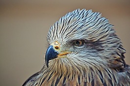 猛禽,鳥,動(dòng)物