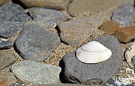 海灘,貝殼,夏天