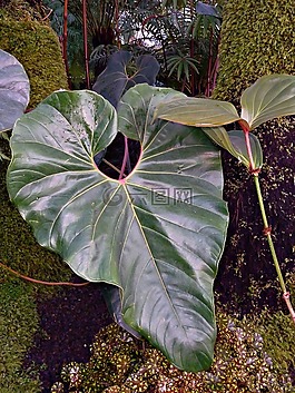 植物,自然,綠色