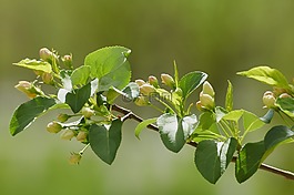 樹(shù),春天,布魯姆
