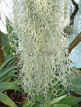 掛,植物,自然