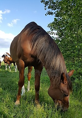 這匹馬,馬