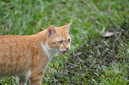 動物,貓,貓咪