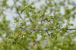 樹(shù),春天,布魯姆