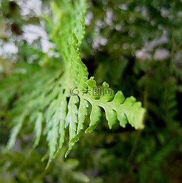蕨類植物,葉,光明