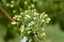 樹(shù),春天,布魯姆