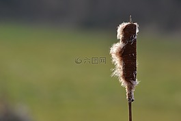 香蒲,工厂,花