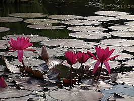 蓮花,鮮花,湖