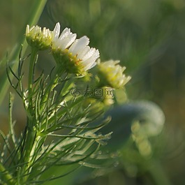 洋甘菊,草甸,顏色