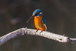 鳥,野生動物,性質(zhì)