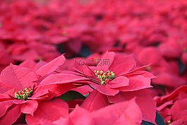 花草,紅花,紅色