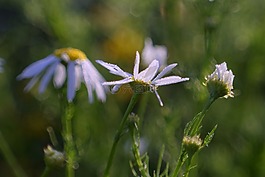 洋甘菊,草藥,草甸