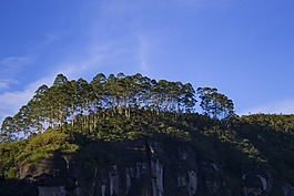 樹,nuwaraeliya,天空