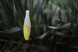 宏,宏观,花