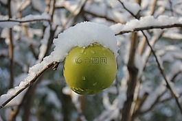 蘋果,冬天,雪