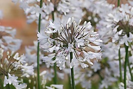 agapanthus,花,盛開(kāi)