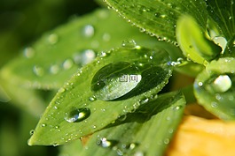 特寫,雨,滴液植物葉子