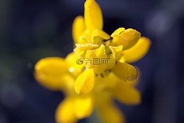 洋甘菊,草藥,草甸